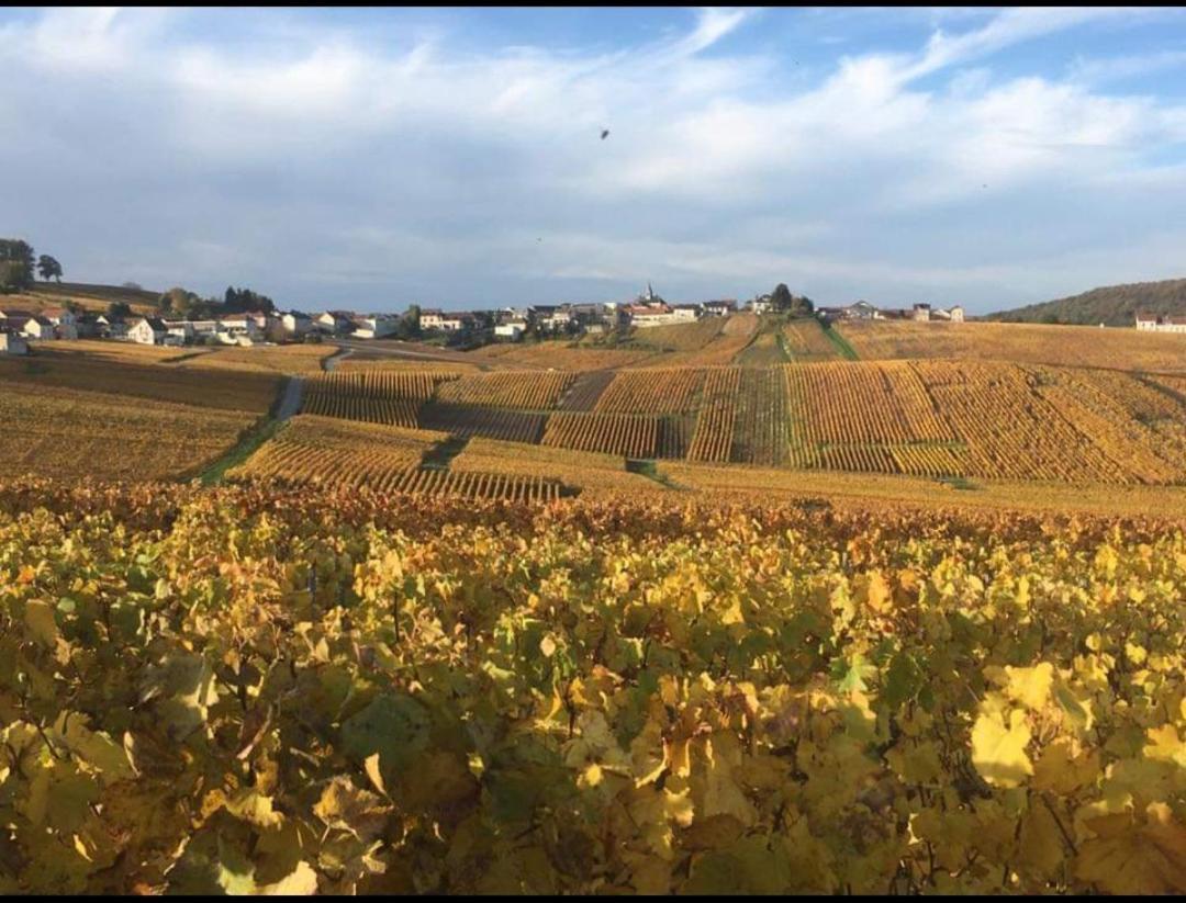 Gite En Champagne Le Sarment Cramant Exteriör bild